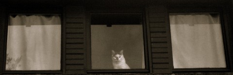 chat blanc assis derrière une fenêtre