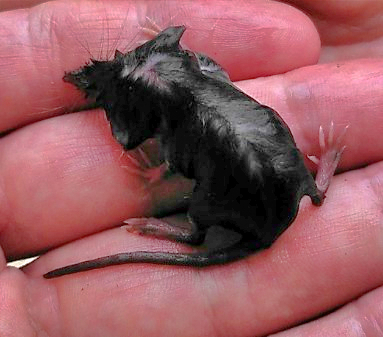 photographie en gros plan d'une musaraigne trempée